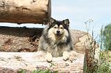 CHIEN FINNOIS DE LAPONIE 261